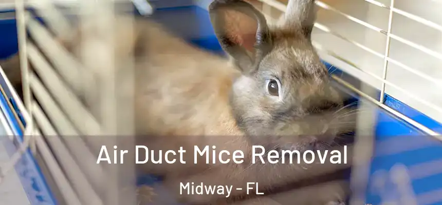 Air Duct Mice Removal Midway - FL